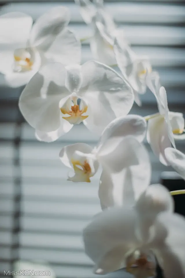 [DCP snaps] Kuromelo: Vol.10 (105 photos)