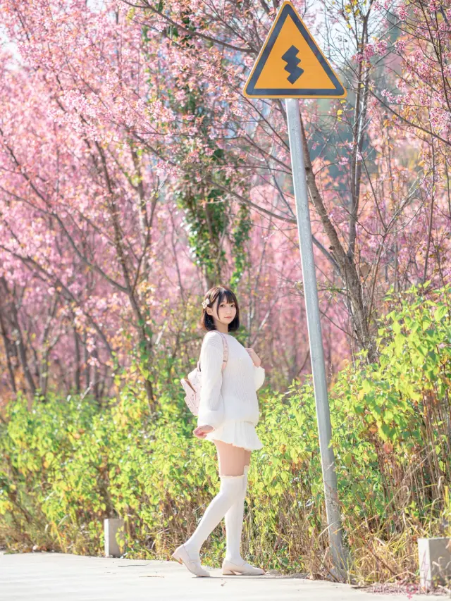 Coser@NAGISA魔物喵: 桜 (64 photos)
